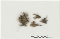 藏品(毛柄苔屬 )的圖片